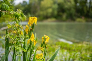 biodiversité île vieille