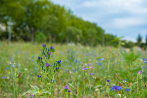 prairie mellifère