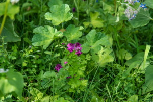 implantation prairie
