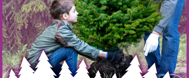 Opération « Adoptez un sapin ». les 15 et 16 janvier, offrez une nouvelle vie aux sapins