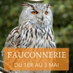La fauconnerie de retour à la forteresse le week-end du 1er mai !