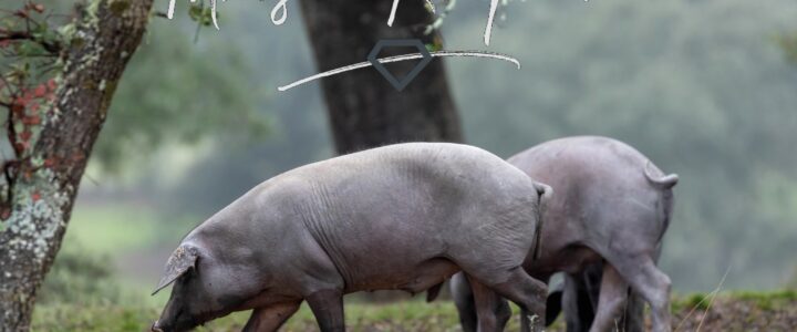 Un air d’Espagne arrive bientôt à la Maison du Terroir !